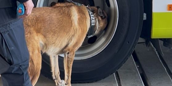 Polizeihund schnüffelt an einem RSV Bus