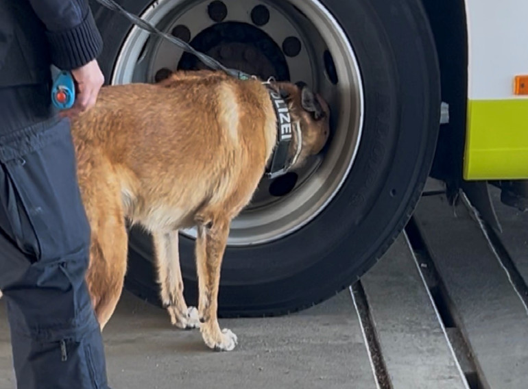 Ein Polizeihund schnüffelt an einem Bus.